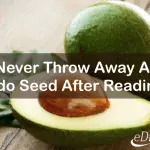 Avocado Seed Benefits: This Is Why You’ll Never Throw Away Another Seed!