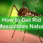 How to Get Rid of Mosquitoes Naturally