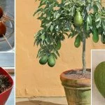 Stop Buying Avocados. Here’s How to Grow an Avocado Tree from Seed