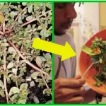 Purslane: It’s Not a Weed! It’s an Hidden, Health-Boosting Wonder Plant!