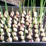 Stop Buying Garlic. Here’s How to Plant an Endless Supply of Garlic Right at Home