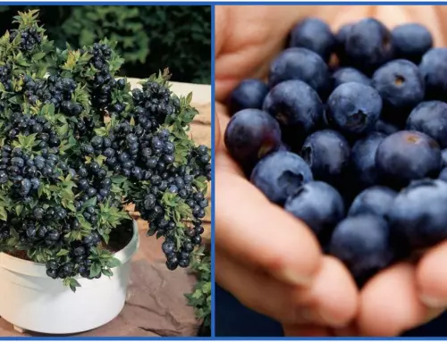 How to Grow an Unlimited Amount of Blueberries in Your Backyard