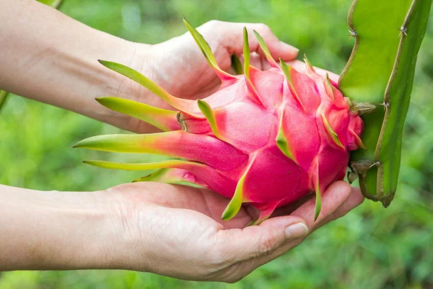 Benefits of Dragon Fruit