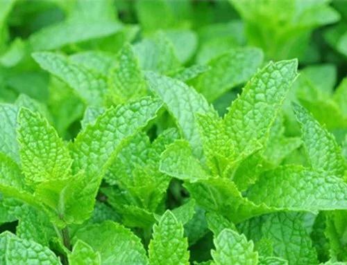 10 Surprising Peppermint Essential Oil Benefits, Especially #9